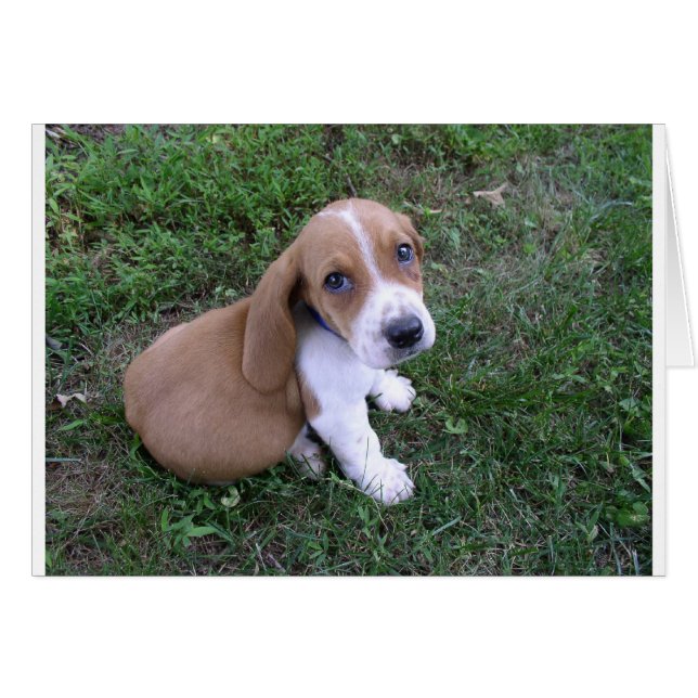 bébés (8) (Devant horizontal)