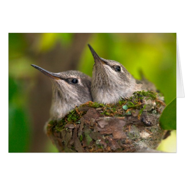 Bébés colibris (Devant horizontal)
