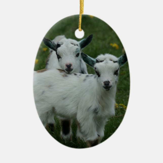 BÉBÉS DE CHÈVRE DE RESSORT - ORNEMENTS DE NOËL (Devant)