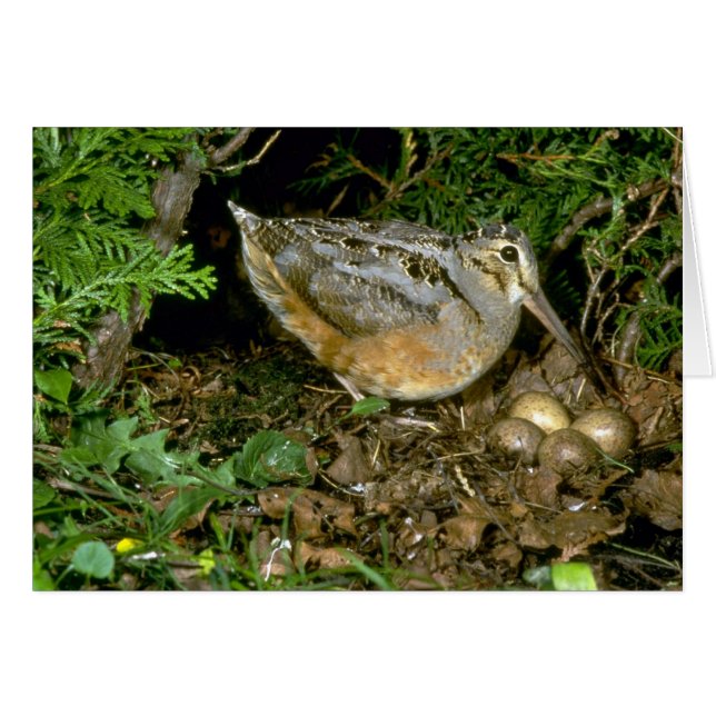 Bécasse américaine aux oeufs (Devant horizontal)