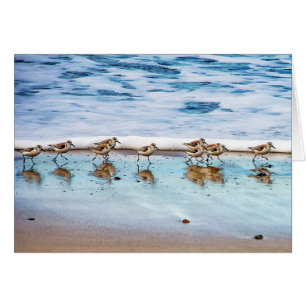 Bécasseaux fonctionnant le long de la plage