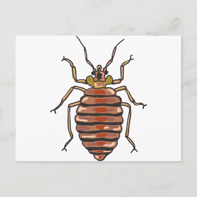 Bed Bug Sketch Postcard (Front)