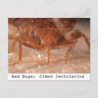 Bed Bugs: Cimex lectularius Postcard