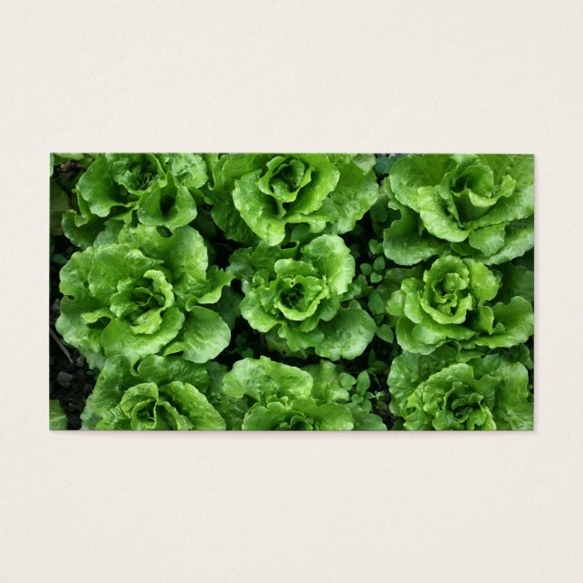 Bed of lettuce (Front)