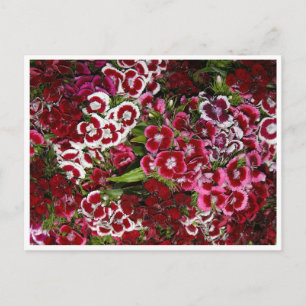 Bed of Pink Dianthus Postcard