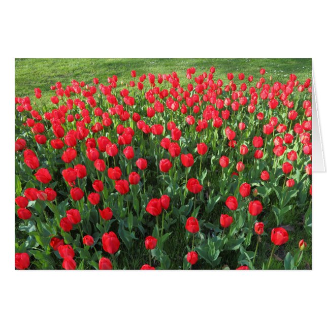 Bed of Red Tulips 01 (Front Horizontal)