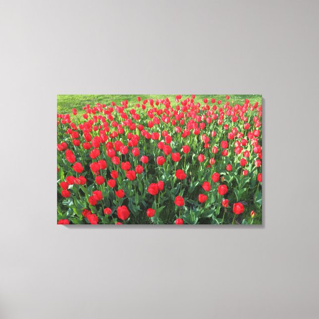 Bed of Red Tulips 01 Canvas Print (Front)