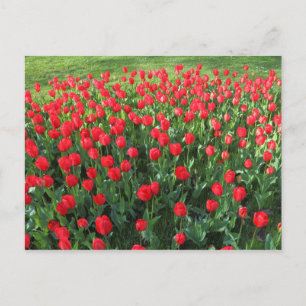 Bed of Red Tulips 01 Postcard