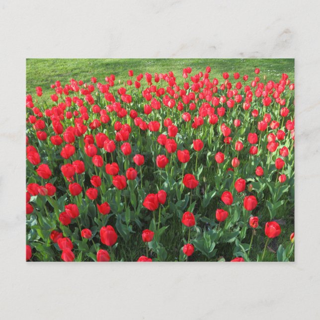 Bed of Red Tulips 01 Postcard (Front)