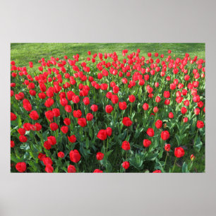 Bed of Red Tulips 01 Poster
