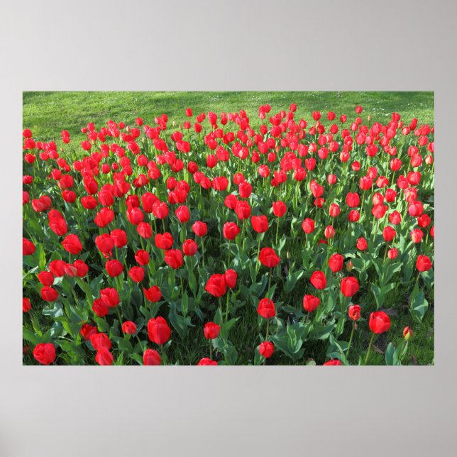 Bed of Red Tulips 01 Poster (Front)