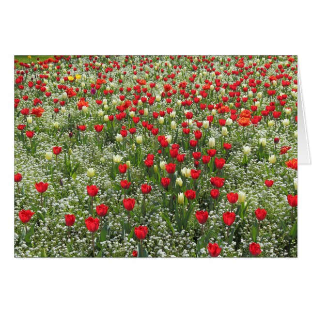 Bed of Tulips (Front Horizontal)