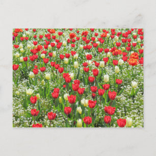 Bed of Tulips, Gorsedd Gardens, Cardiff, Wales. Postcard