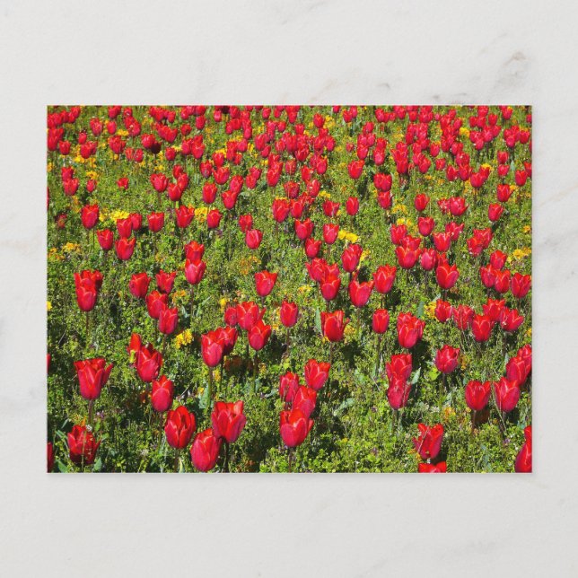Bed of Tulips Postcard (Front)