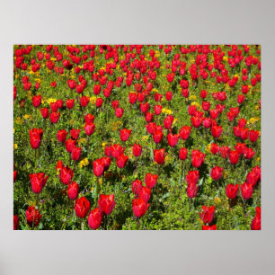 Bed of Tulips Poster