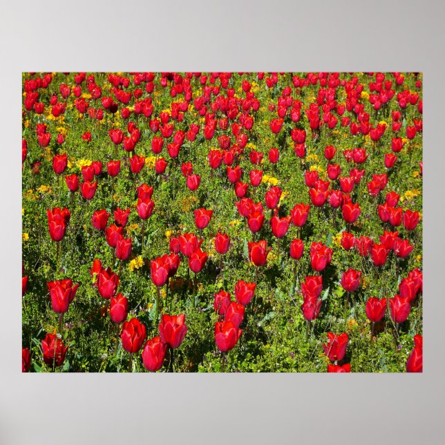 Bed of Tulips Poster (Front)