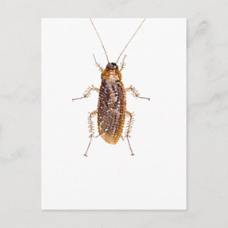 BEDAZZLED ROACH POSTCARD