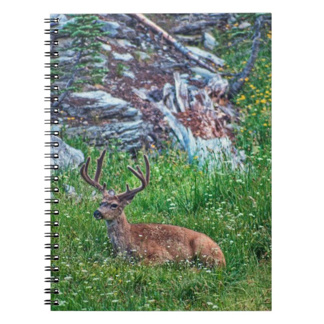 Bedded Buck Notebook (Front)