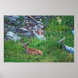 Bedded Buck Poster