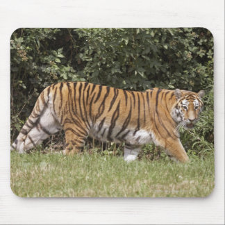 Bedfordshire, England 2 Mouse Pad
