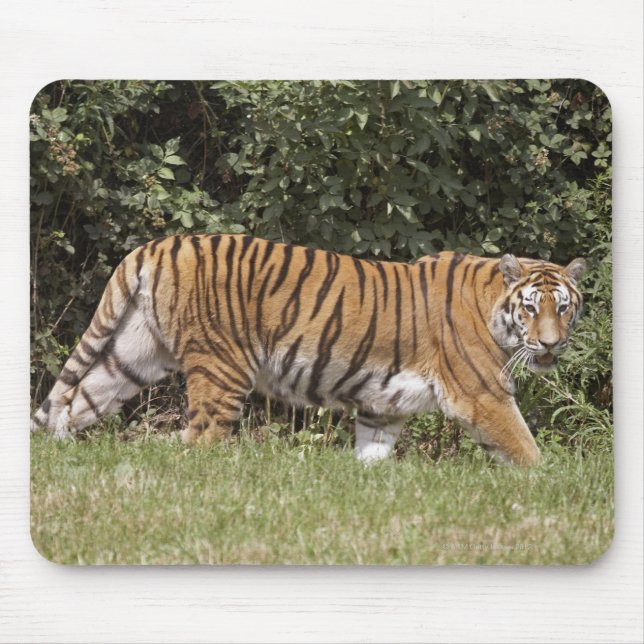 Bedfordshire, England 2 Mouse Pad (Front)