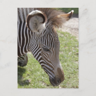 Bedfordshire, England Postcard