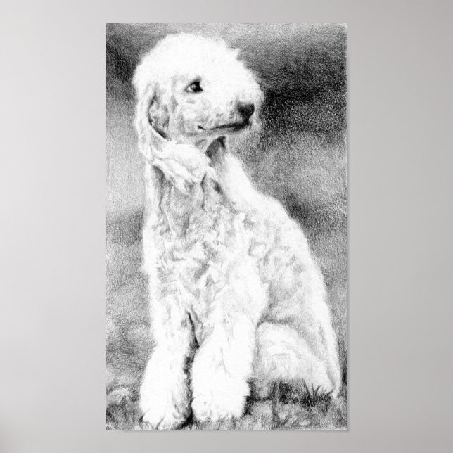 Bedlington Terrier Dog Portrait Poster Print (Front)