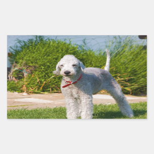 bedlington-terrier-full.png sticker