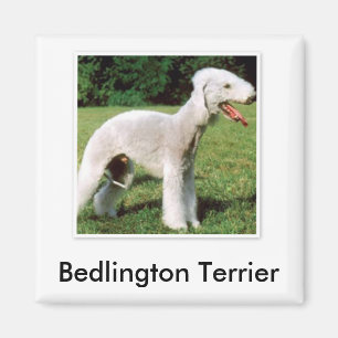 Bedlington Terrier Magnet