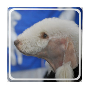Bedlington Terrier Tile