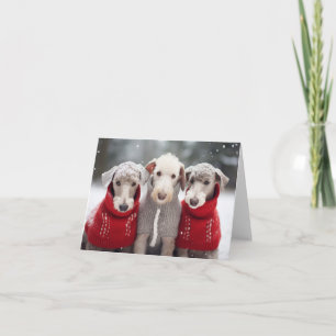 Bedlington Terriers in Christmas Sweaters Card