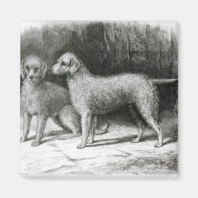 Bedlington Terriers- Mr. F. Armstrong's Magnet (Front)