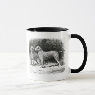 Bedlington Terriers- Mr. F. Armstrong's Mug
