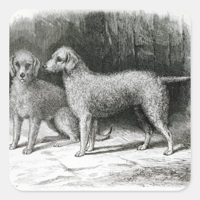 Bedlington Terriers- Mr. F. Armstrong's Square Sticker (Front)
