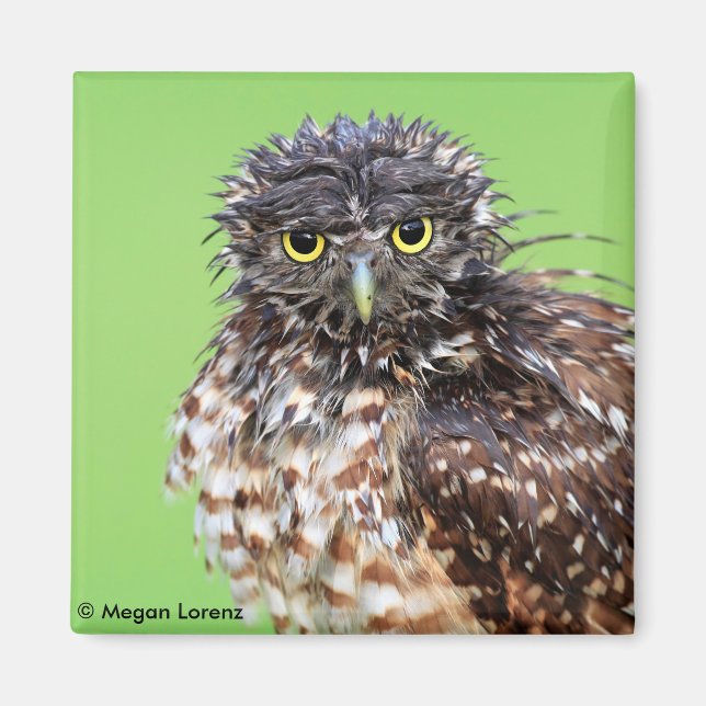 Bedraggled Owl Magnet (Front)