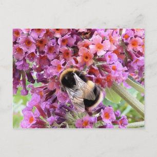 Bee and buddleia postcard
