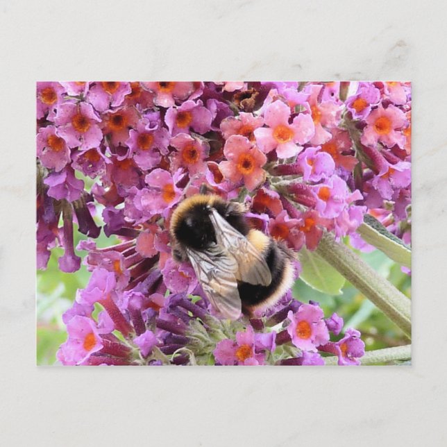 Bee and buddleia postcard (Front)