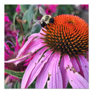 Bee and Coneflower Photo Enlargement Print
