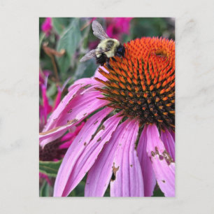 Bee and Coneflower Postcard