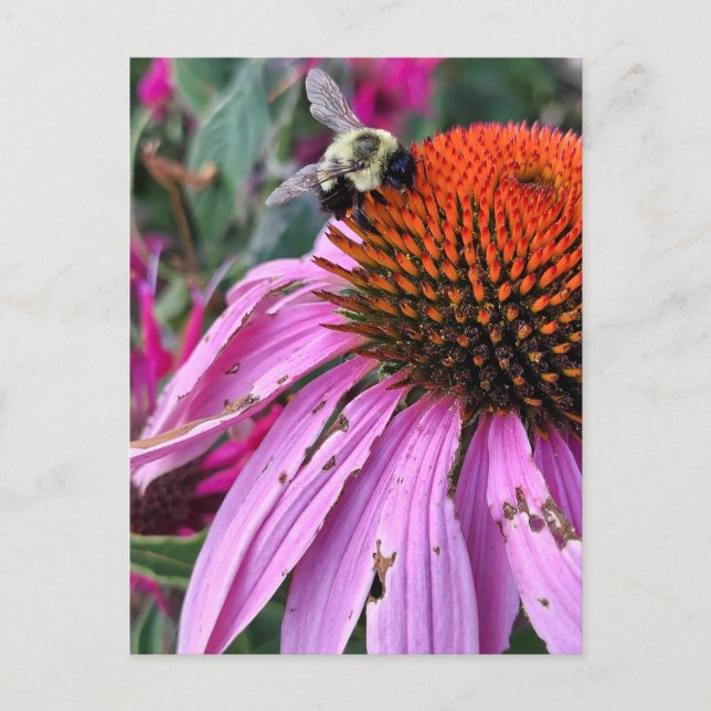 Bee and Coneflower  Postcard (Front)