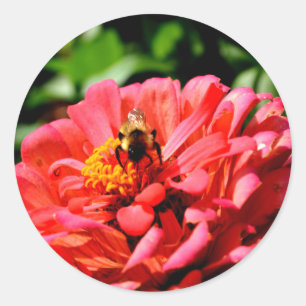 Bee and coral zinnia classic round sticker