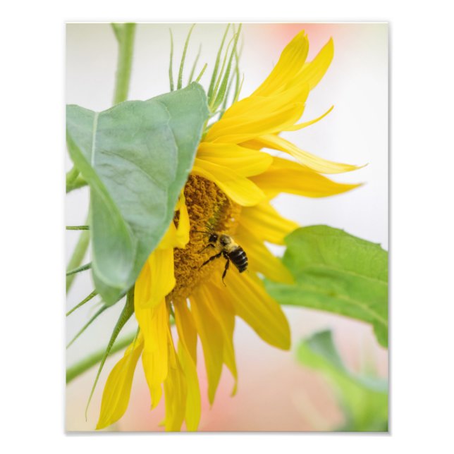 Bee And Sunflower Photo Print (Front)