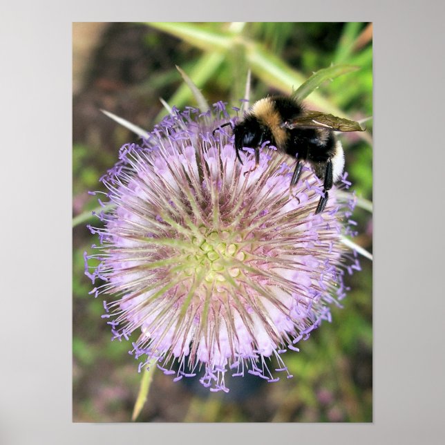 BEE AND TEASEL FLOWER POSTER (Front)