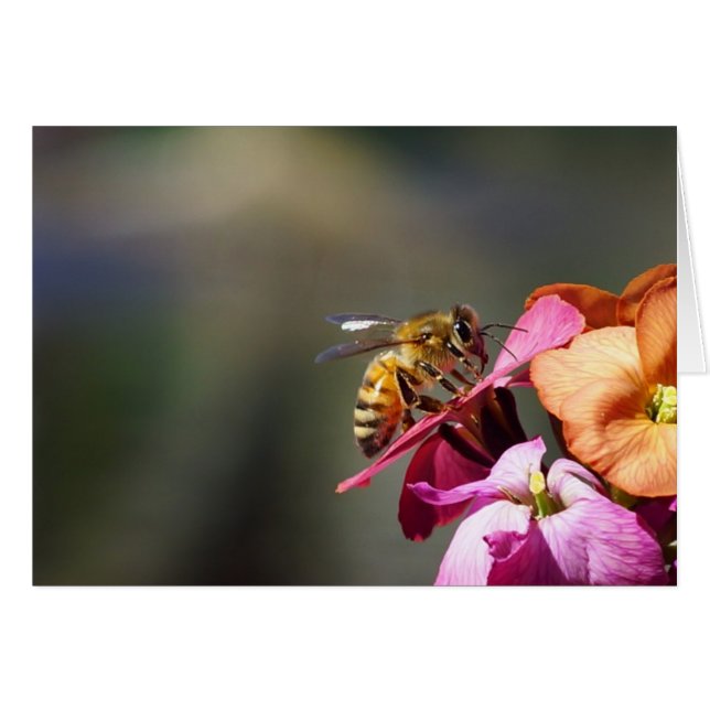 Bee-atiful Bee! (Front Horizontal)