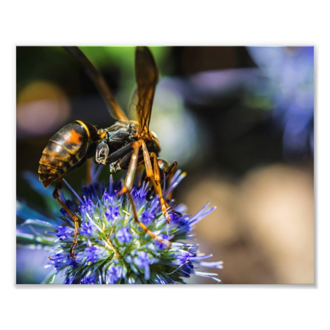 Bee Aware 10" x 8", Kodak Pro Photo Paper (Satin) Print (Front)