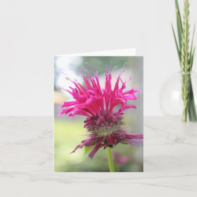 Bee Balm Closeup Notecard (Front)