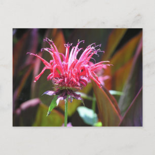 Bee Balm Postcard