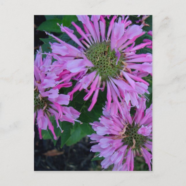 Bee Balm Postcard (Front)