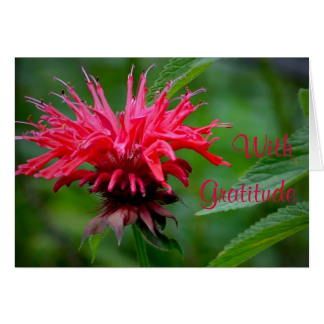 Bee Balm Thank You Card (Front Horizontal)