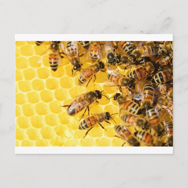 Bee Bees Hive Honey Comb Sweet Dessert Yellow Postcard (Front)